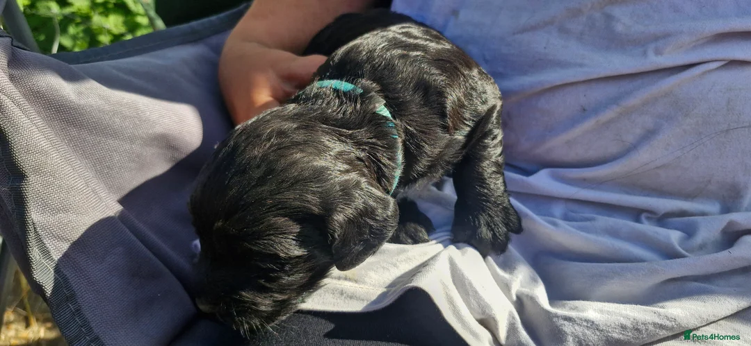 Cocker Spaniel dogs for sale: Working Cocker spaniel puppies - Advert 5