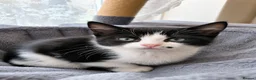 Mixed Breed cats for sale: 🐾Adorable Female Kitten Looking 4Her Forever Home in Luton - Advert 9