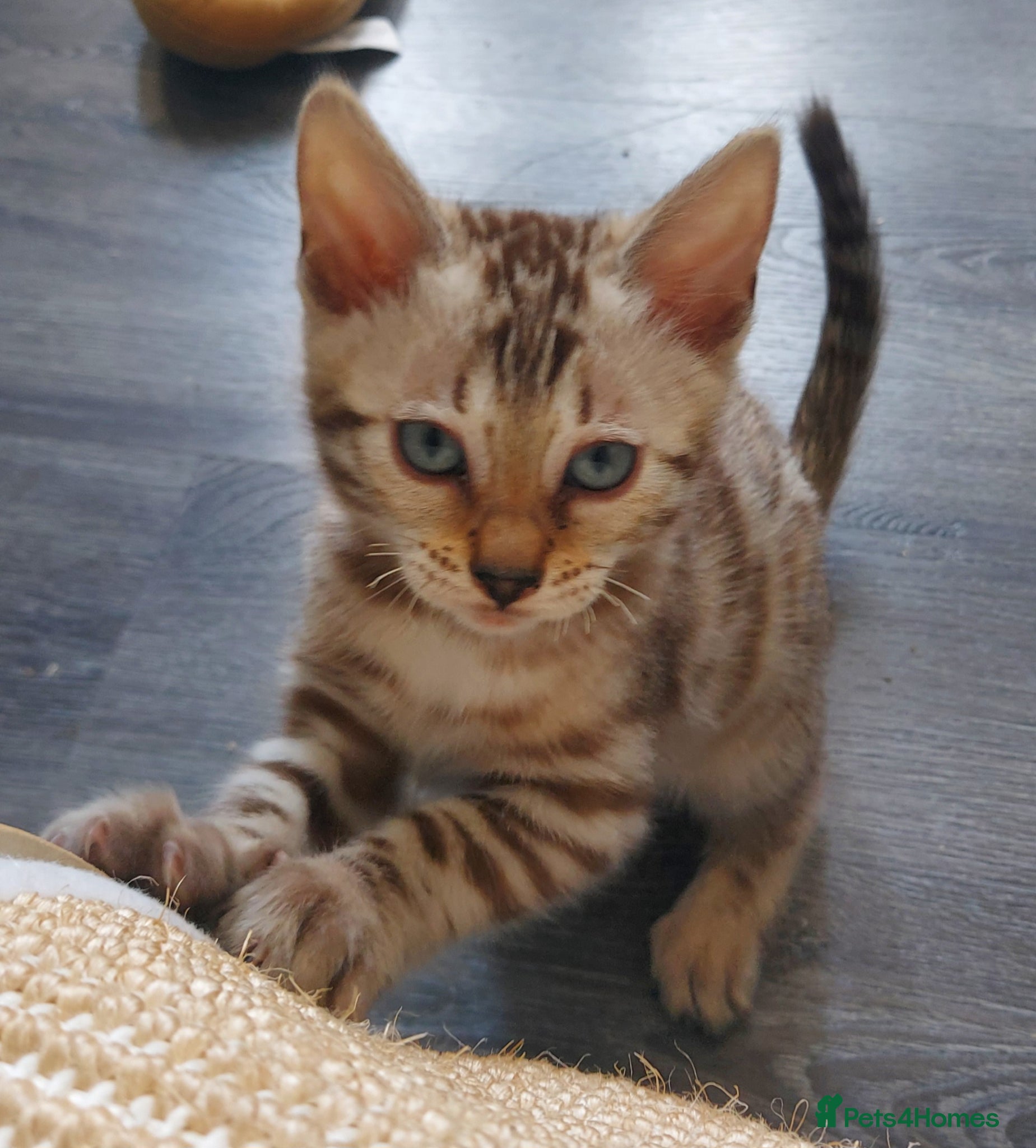 Bengal cats for sale: Pedigree Snow Bengal Kittens  - Advert 8
