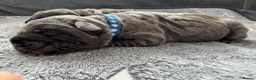 Neapolitan Mastiff dogs for sale: Neapolitan mastiff puppies 1 girl grey/1 boy grey  - Advert 12