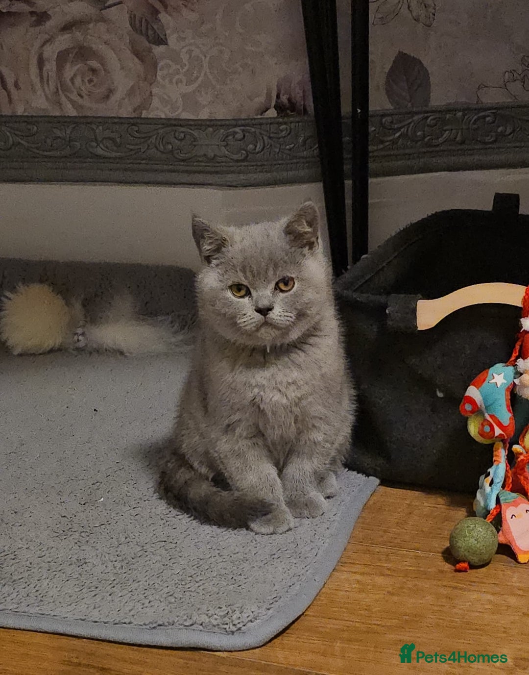 Scottish Fold cats for sale: Scottish Fold&British Shorthair.Vaccinated&Ready - Advert 28