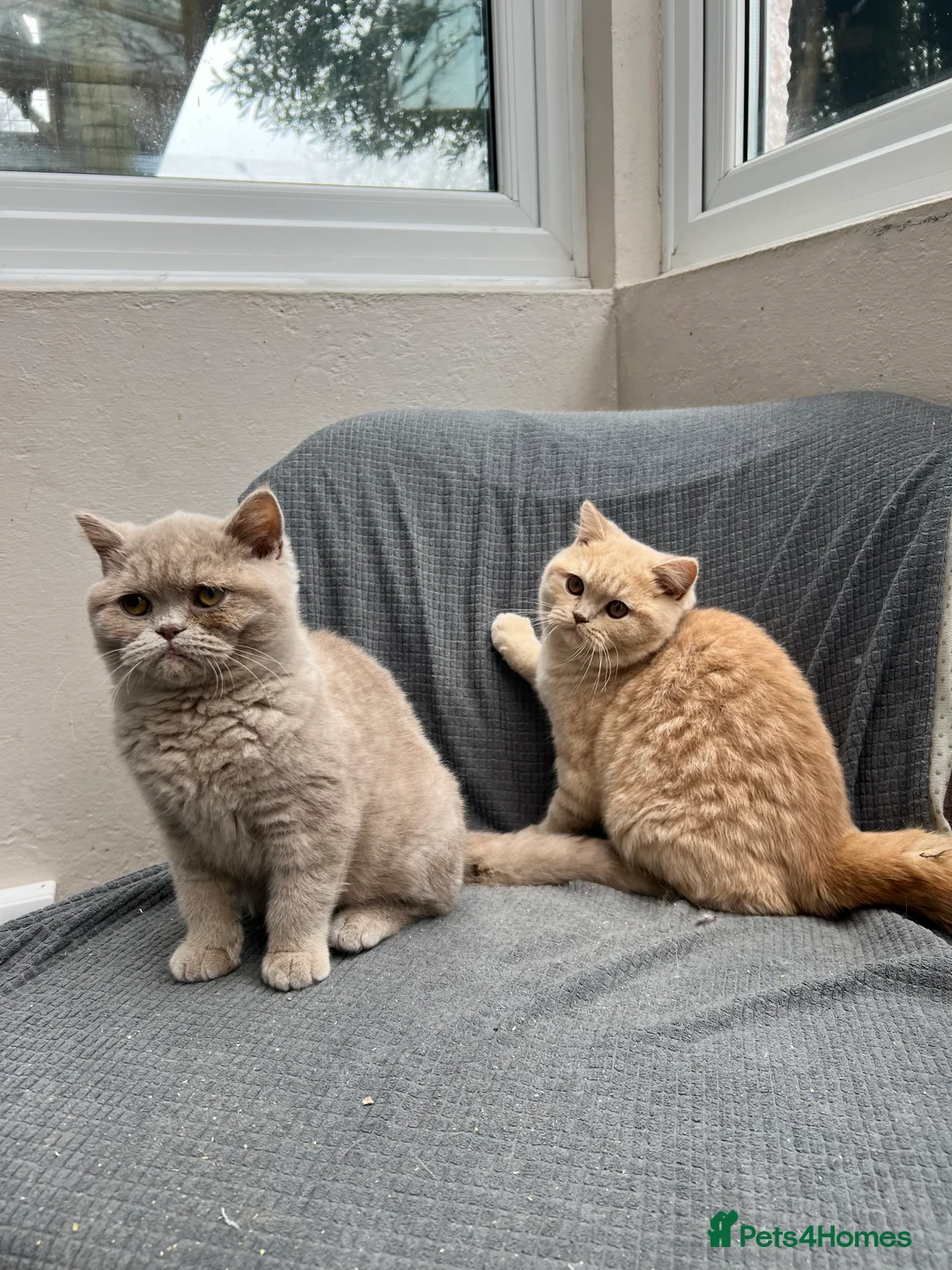 British Shorthair cats for sale: Beautiful Pedigree GCCF Registered – Ready Now! - Advert 6