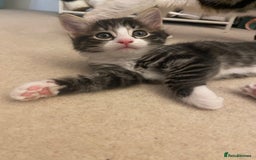 Mixed Breed cats for sale: 4 beautiful kittens for sale , 3 boys 1 girl  - Image 10
