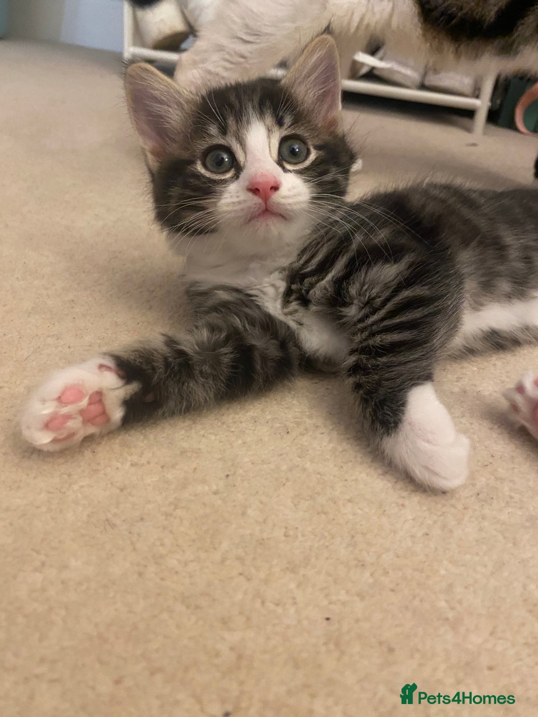 Mixed Breed cats for sale: 4 beautiful kittens for sale , 3 boys 1 girl  - Image 10