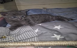 Mixed Breed cats for sale: Beautiful girl - Image 4