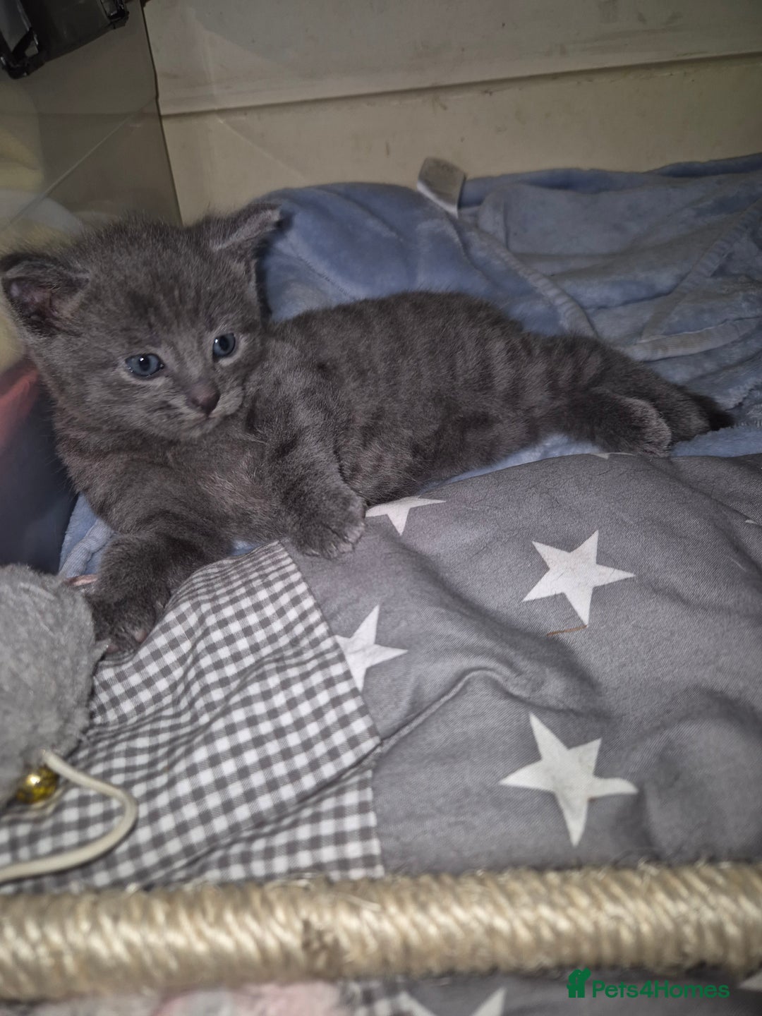 Mixed Breed cats for sale: Beautiful girl - Image 4