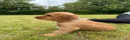 Cocker Spaniel dogs for sale: Cocker spaniel puppies - Advert 6