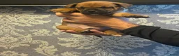 Staffordshire Bull Terrier dogs for sale:  red staffordshire bullterrier puppies 🐶  - Advert 2