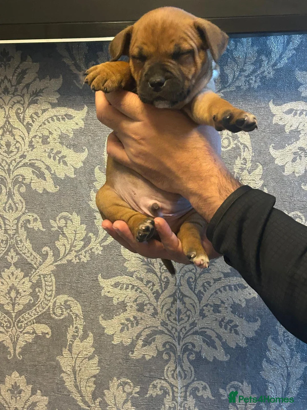 Staffordshire Bull Terrier dogs for sale:  red staffordshire bullterrier puppies 🐶  - Advert 2
