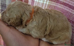 Maltipoo dogs for sale: F1b Maltipoo - Image 11