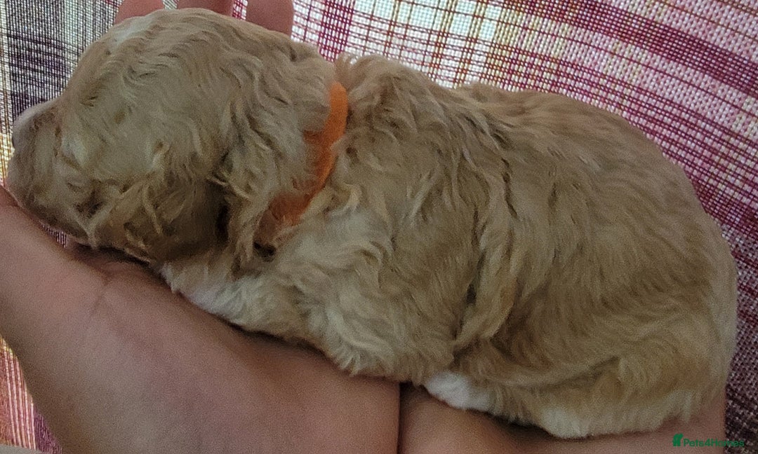 Maltipoo dogs for sale: F1b Maltipoo - Image 11