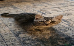 Mixed Breed cats for sale: 5 beautiful and energetic kittens!!! - Advert 5