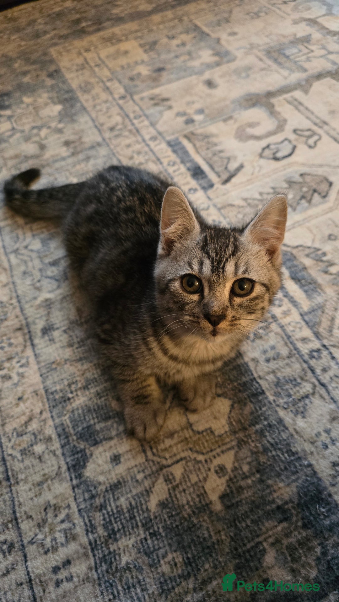 Mixed Breed cats for sale: 5 beautiful and energetic kittens!!! - Advert 5