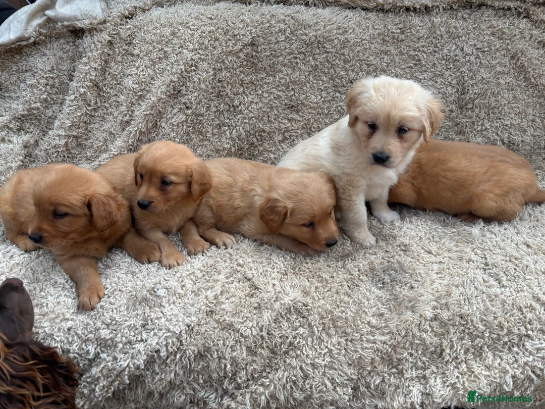 Golden Retriever dogs for sale: Dark Golden Retriever Puppies in Bradford - Advert 10