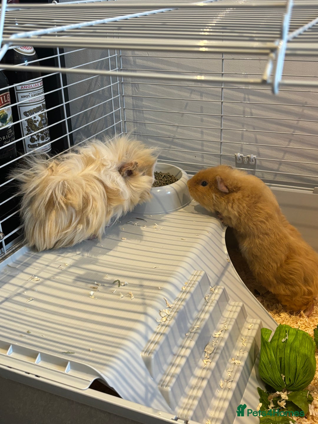 Guinea Pig rodents for sale: piggy brothers for sale - Advert 2