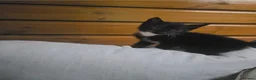 Mixed Breed cats for sale: Black kittens for sale  - Advert 4