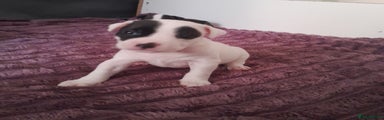 Staffordshire Bull Terrier Puppy 5