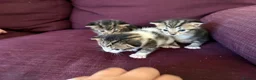 Mixed Breed cats for sale: 12 kittens available - Advert 24