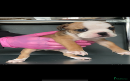 English Bulldog dogs for sale: KC registered English Bulldog Puppies  - Image 16