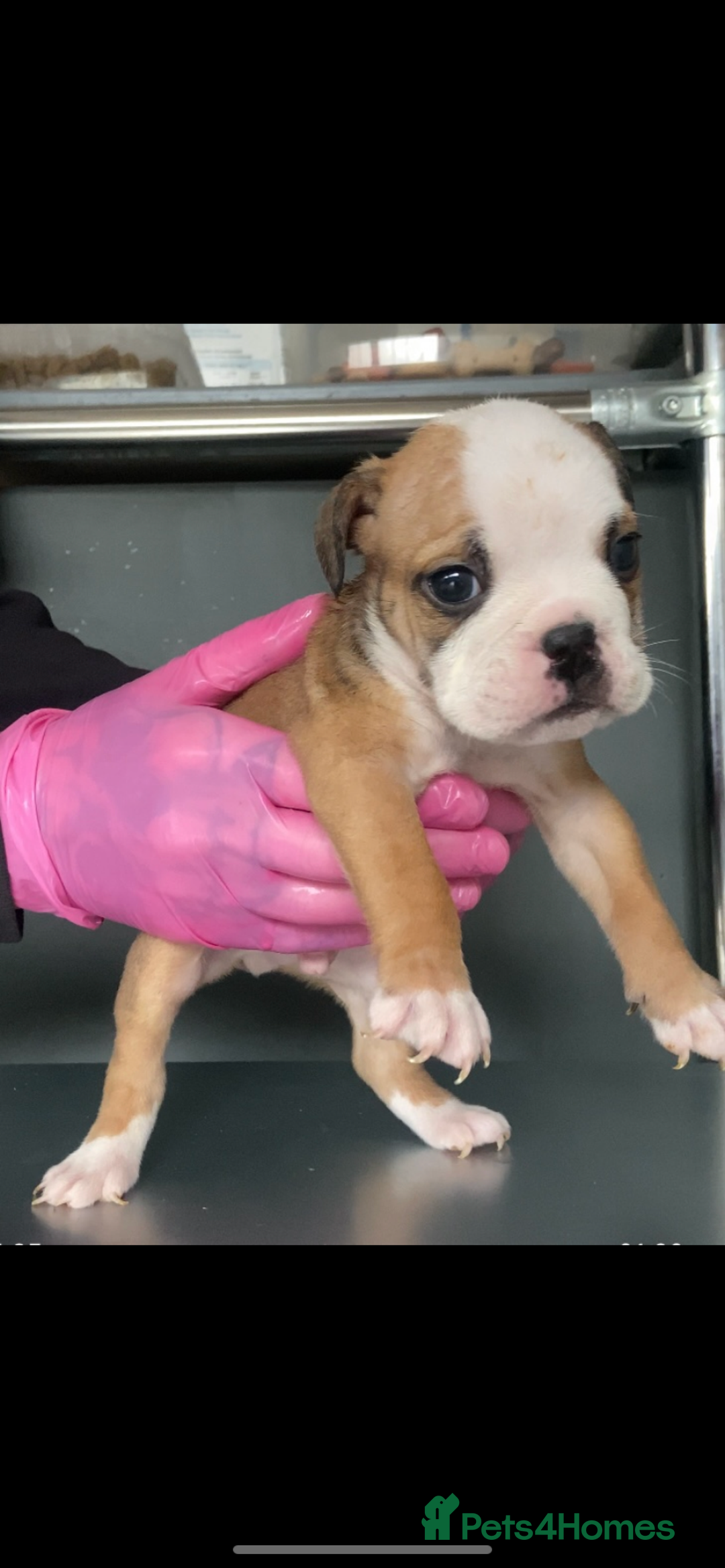 English Bulldog dogs for sale: KC registered English Bulldog Puppies  - Image 16