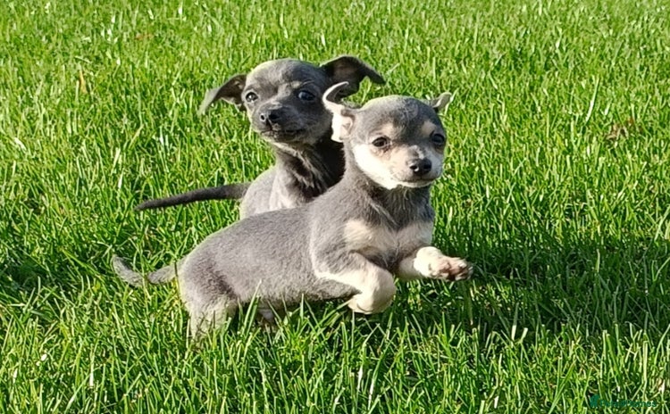 Mixed Breed dogs - Advert 1