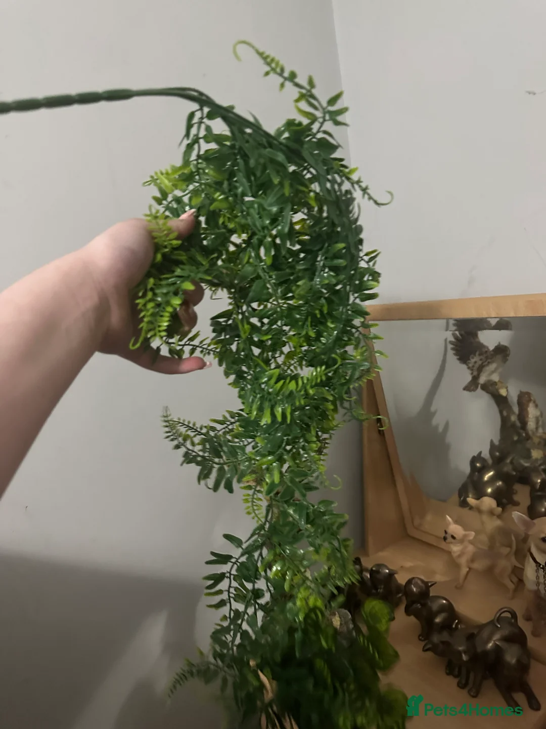 Corn Snake reptiles for sale: Corn snake with everything  - Advert 7