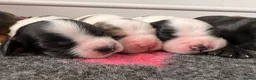 Cocker Spaniel dogs for sale: ✅RKC Reg✅DNA Tested✅Low COI✅Home Reared✅A* Reviews in Fareham - Advert 34