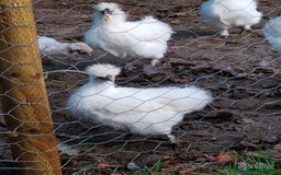Chickens poultry for sale: Silkie chickens POL - Image 5