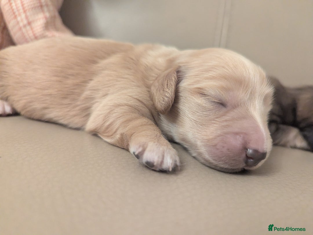 Miniature Dachshund dogs for sale: Long haired miniature dachshunds  - Advert 9