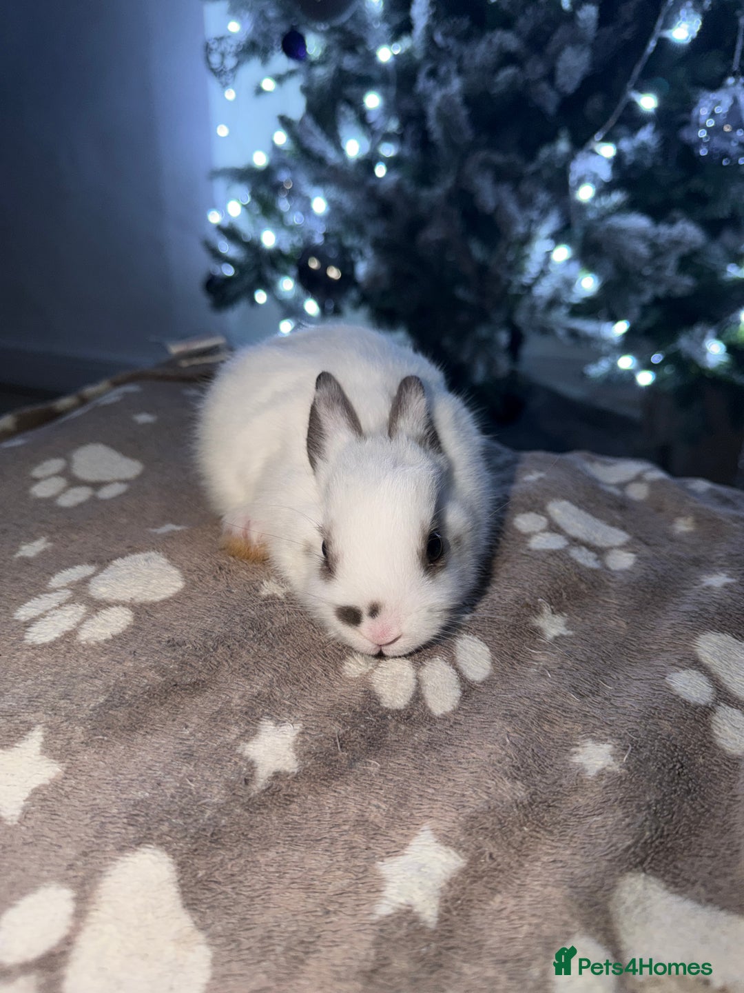 Netherland Dwarf rabbits for sale: 7 netherland dwarf baby bunnies  - Advert 7