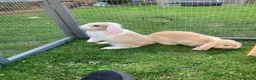 Mini Lop rabbits for sale: Adorable mini lops - Advert 6