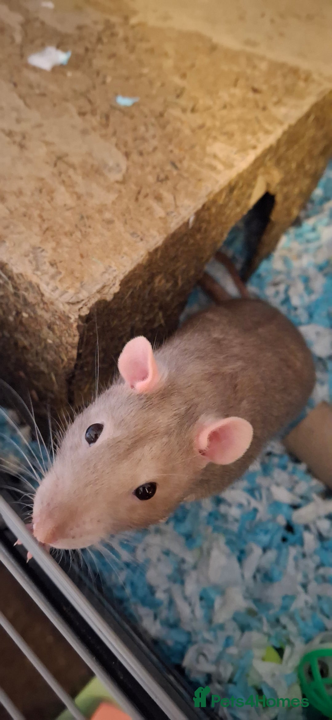 Rat rodents for sale: Friendly Rats - Image 2