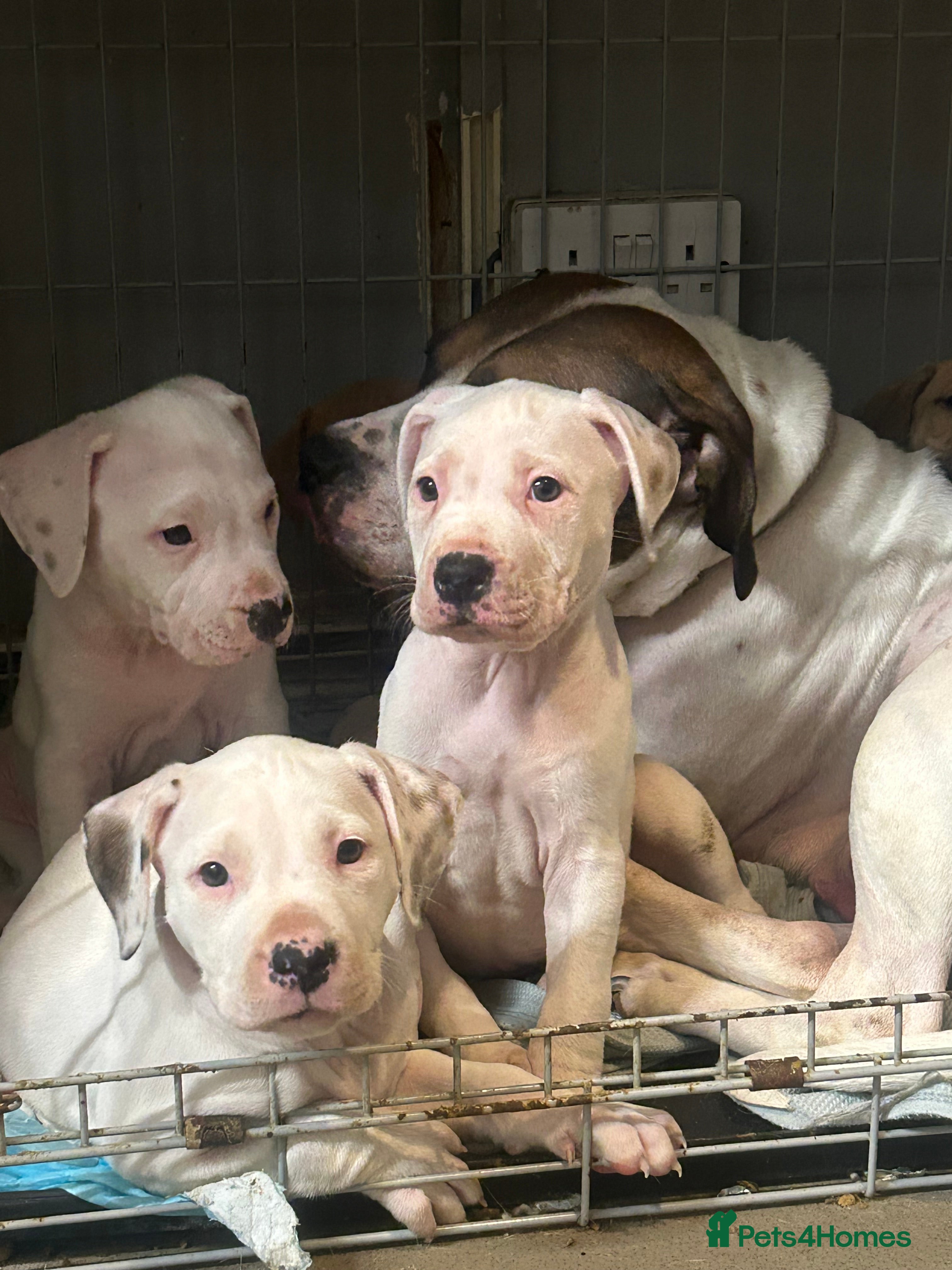 Mixed Breed dogs american bulldog cross staff - Advert 10