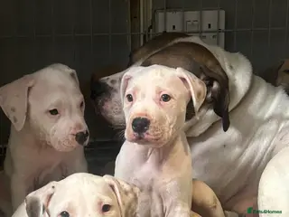 Mixed Breed dogs american bulldog cross staff - Advert 10