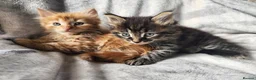 Siberian cats for sale: Hypoallergenic, TICA, Traditional Siberian kittens - Advert 4