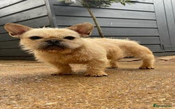 Mixed Breed dogs for sale: Beautiful french bulldog/shit zhu babies  - Image 9