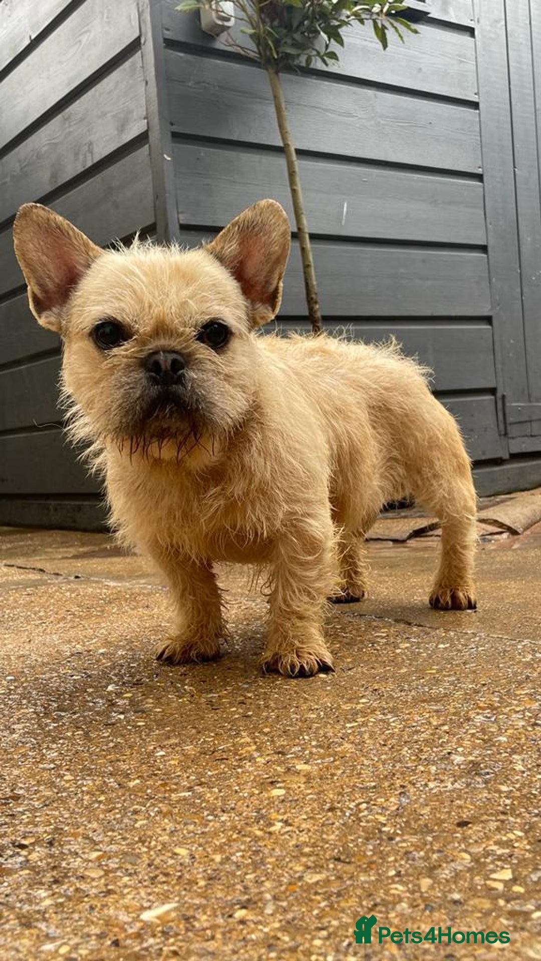 Mixed Breed dogs for sale: Beautiful french bulldog/shit zhu babies  - Image 9