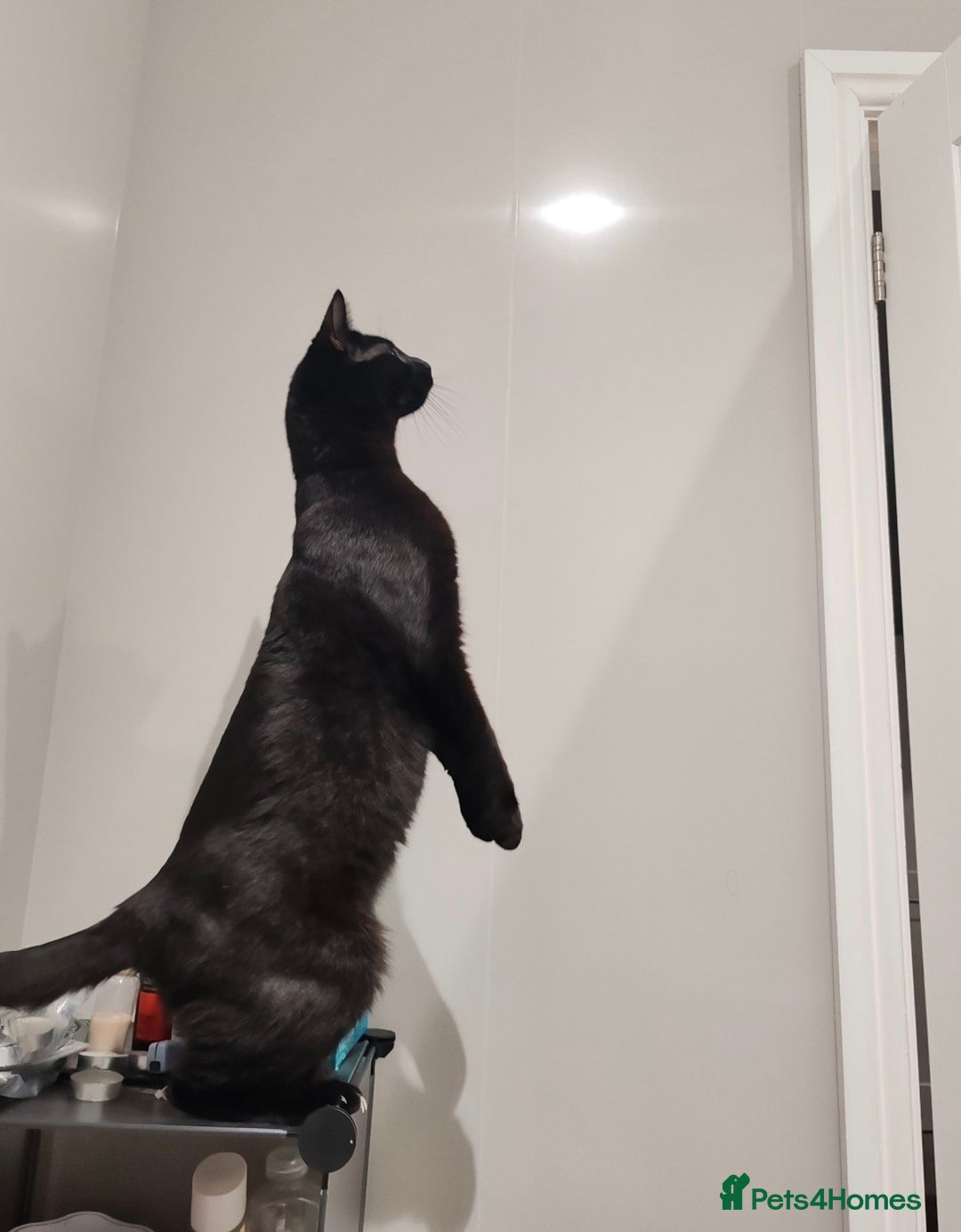 British Shorthair cats for sale: 2 Black Males cats - Image 5