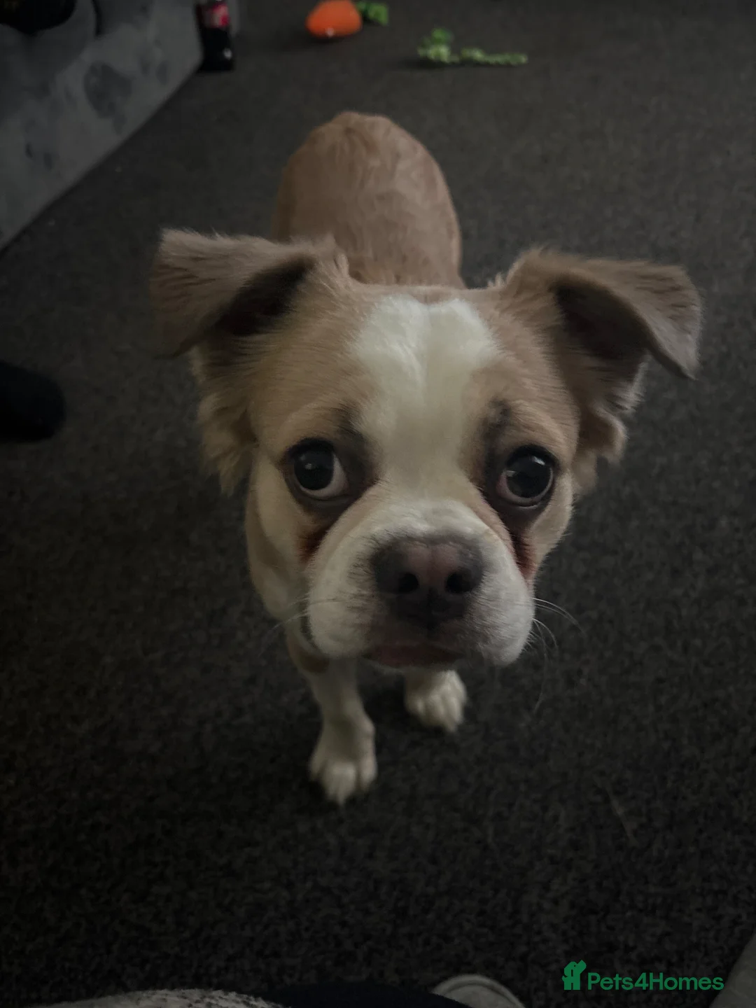 French Bulldog dogs for sale: Male French Bulldog - Advert 2