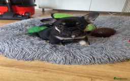 French Bulldog dogs for sale: French Bulldog Puppies - Image 5