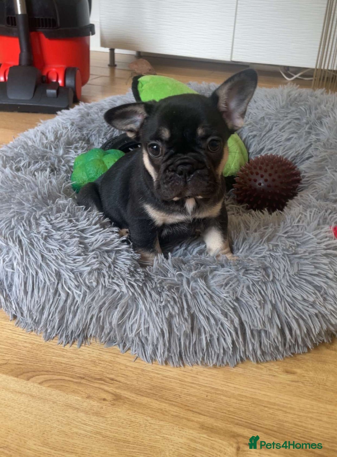 French Bulldog dogs for sale: French Bulldog Puppies - Image 5