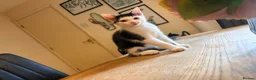 Domestic Shorthair cats for sale: STILL AVAILABLE- 2 black and white kittens  - Advert 7
