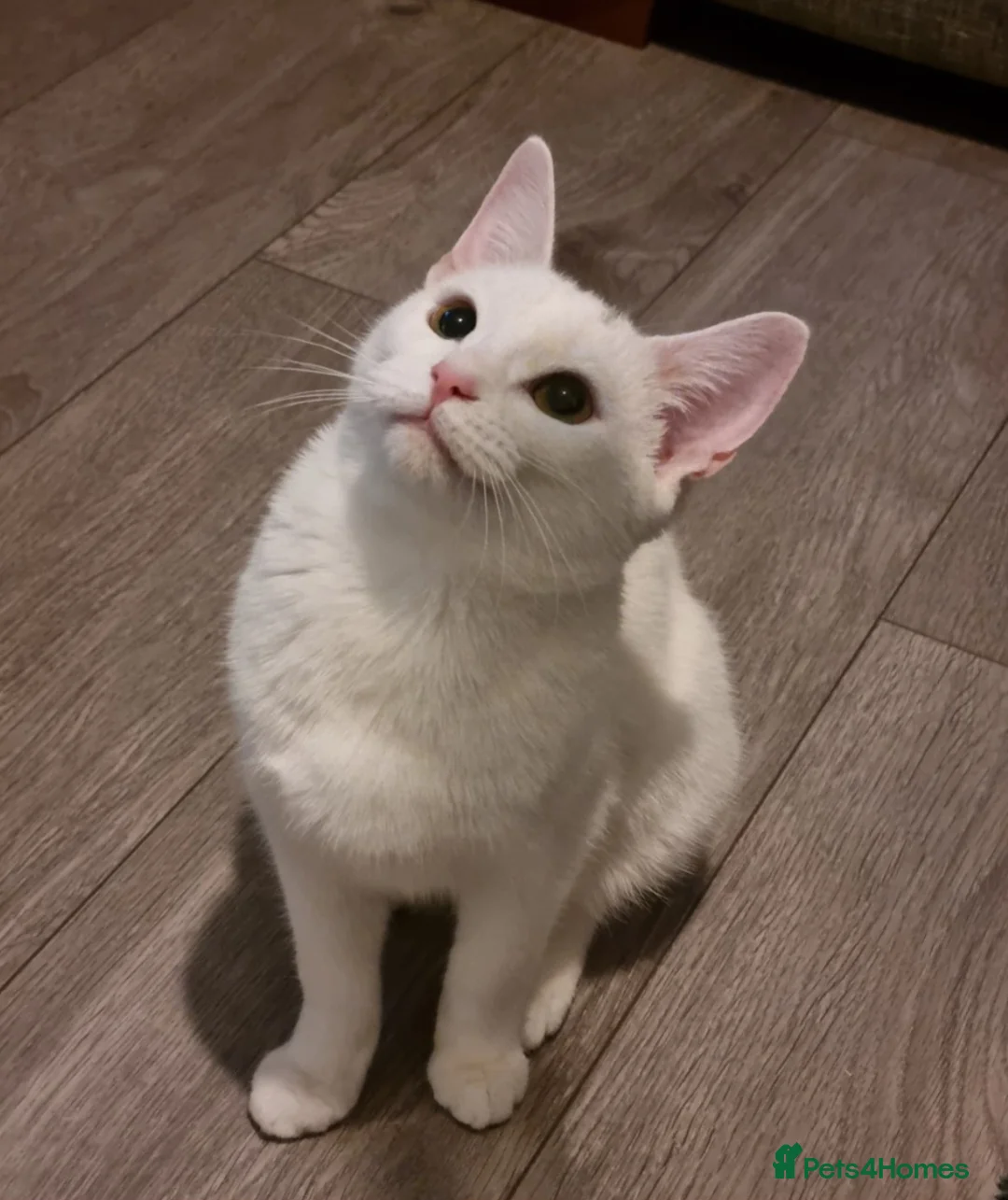 British Shorthair cats for sale: Baby kittens 😸  - Advert 7