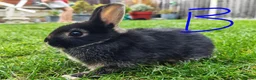 Netherland Dwarf rabbits for sale: Netherland dwarf  - Advert 8