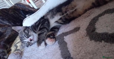 Mixed Breed cats - Advert 13