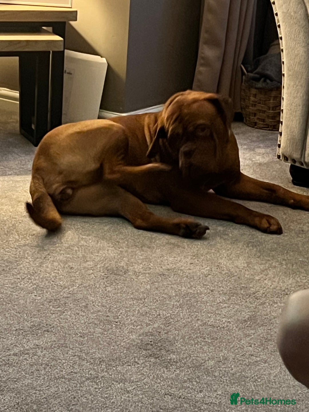 Dogue De Bordeaux dogs for sale: Dogue de Bordeaux for sale  - Advert 4