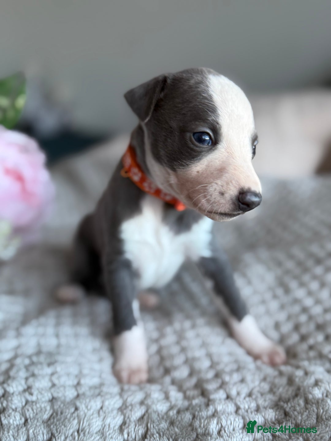 Whippet dogs for sale: 🏆KC Whippet Puppies - Gentle, Elegant & Loving🏆 - Image 16