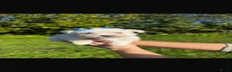 West Highland Terrier dogs for sale: Kennel club registered westies - Advert 7