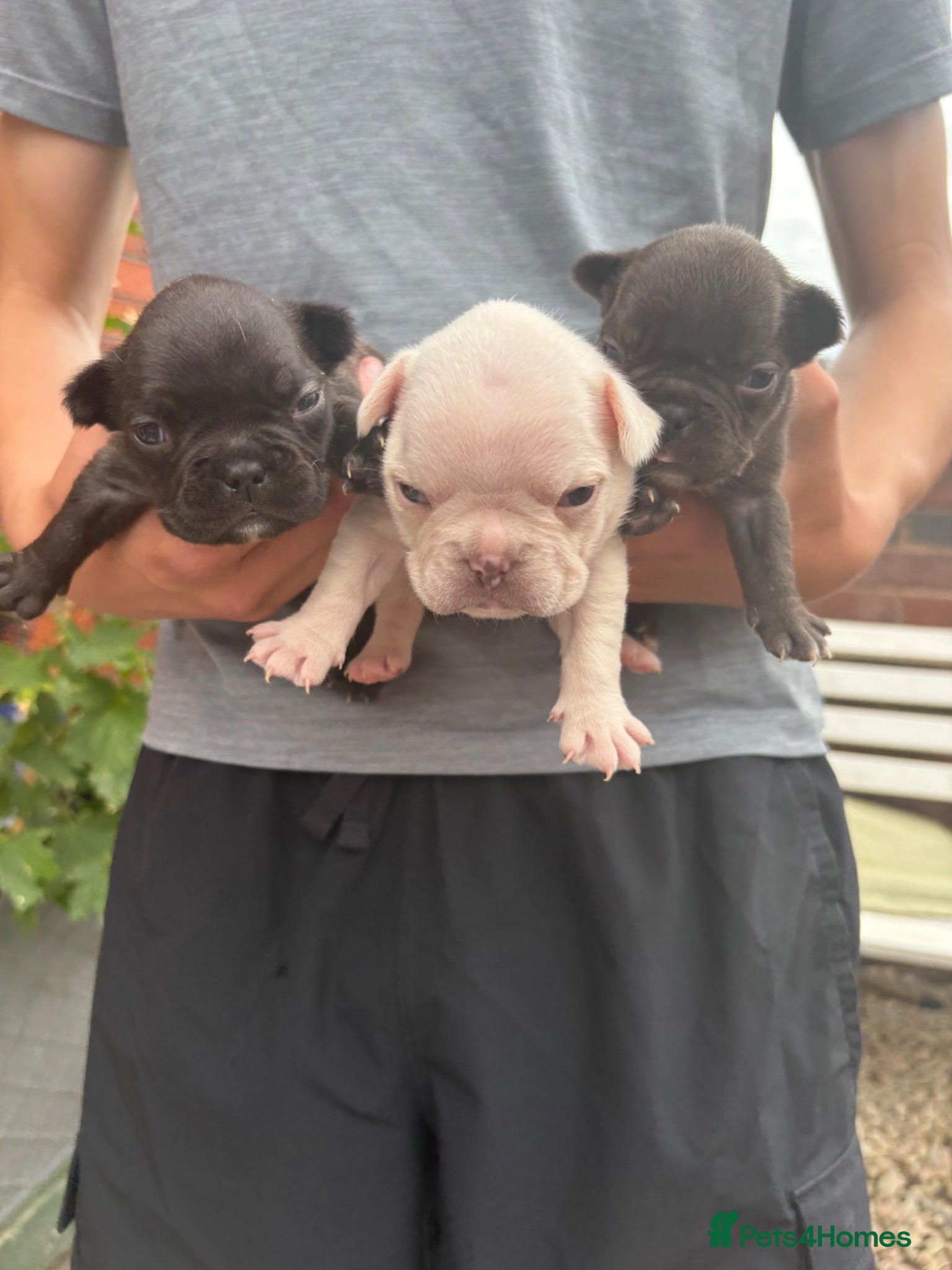 French Bulldog dogs French bulldog pups for sale  - Advert 18