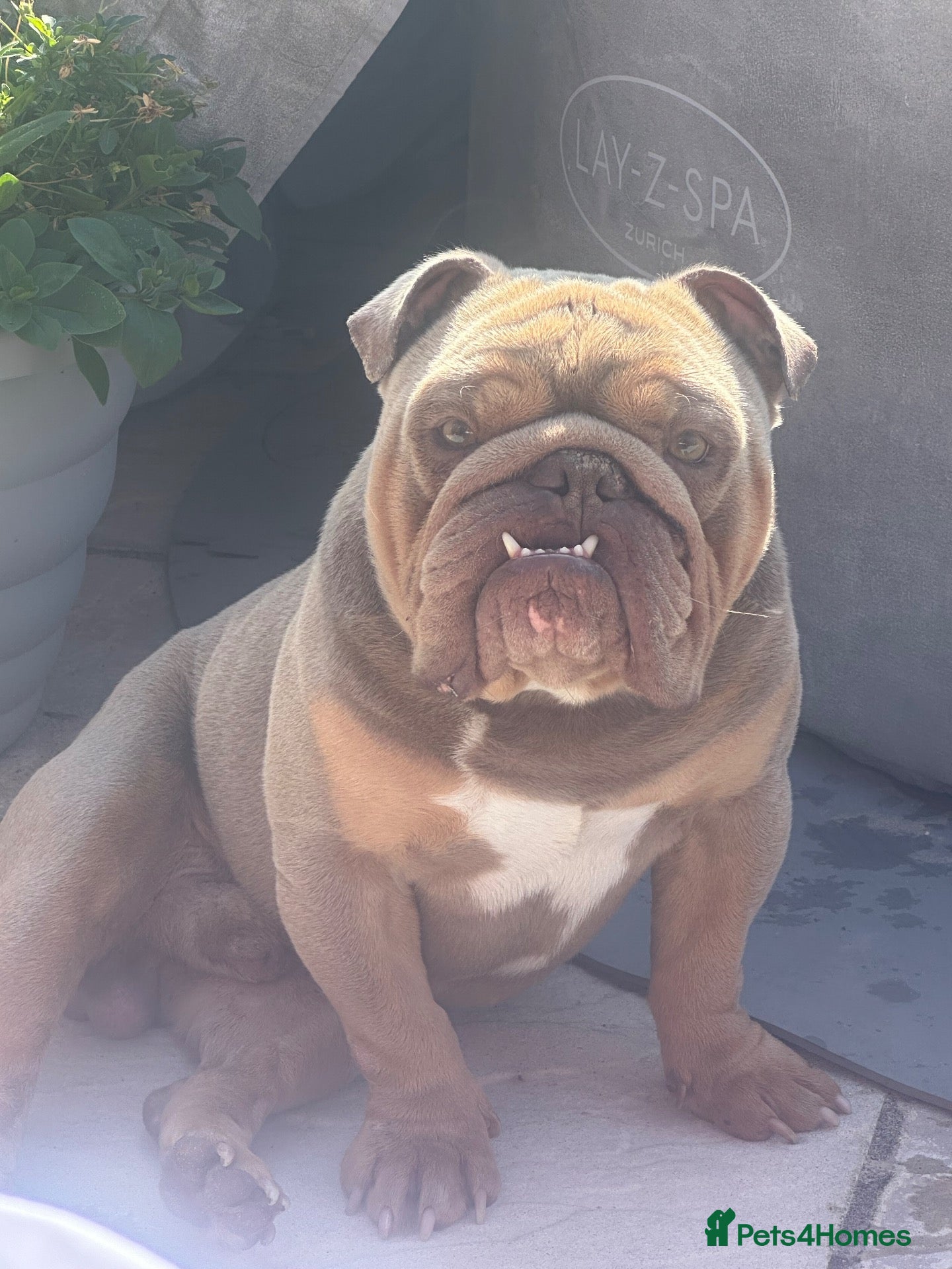 English Bulldog dogs Ronnie 6 year old bulldog - Advert 1